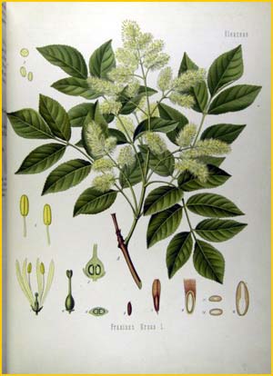   /   ( Fraxinus ornus ) from Koehler's Medizinal-Pflanzen 