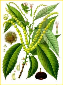   ( Castanea sativa ) from Koehler's Medizinal-Pflanzen