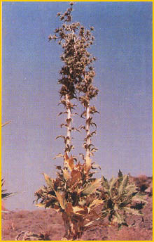   ( Eryngium thyrsoideum ) A. Ghareman Flore de lIran