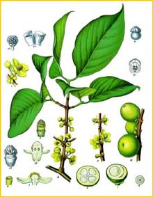 Гарциния морелла ( Garcinia  morella ) from «Koehler's Medizinal-Pflanzen» 