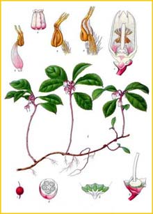    ( Gultheria procumbens ) from Koehler's Medizinal-Pflanzen 