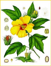   ( Gossypium barbadense ) from Koehler's Medizinal-Pflanzen