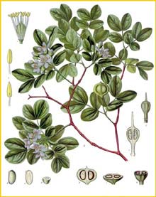   /   ( Guajacum officinale / Lignum vitae ) from Koehler's Medizinal-Pflanzen 