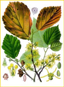   ( amamelis virginiana ) from Koehler's Medizinal-Pflanzen 