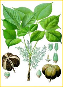  /   ( Hevea brasiliensis ) from Koehler's Medizinal-Pflanzen 