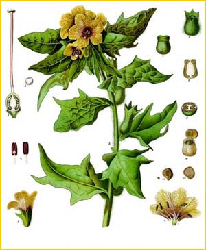   ( Hyoscyamus niger ) from Koehler's Medizinal-Pflanzen
