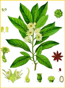   ( Illicium anisatum / religiosum ) from Koehler's Medizinal-Pflanzen 