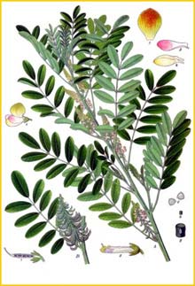  ( Indigofera suffruticosa ) from Koehler's Medizinal-Pflanzen 