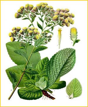   ( Inula conyza ) from Koehler's Medizinal-Pflanzen 