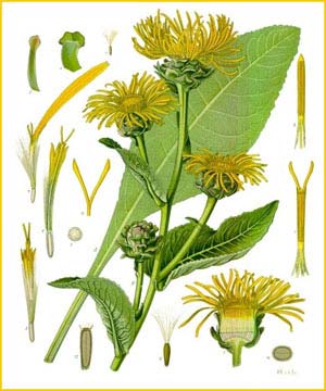   (Inula helenium) from Koehler's Medizinal-Pflanzen