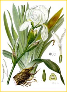    ( Iris florentina ) from Koehler's Medizinal-Pflanzen 