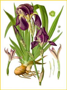   ( Iris germanica ) from Koehler's Medizinal-Pflanzen