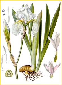   ( Iris pallida ) from Koehler's Medizinal-Pflanzen