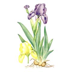    ( Iris scariosa / glaucescens / eulefeldii )     