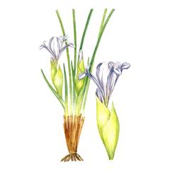    ( Iris ventricosa )     