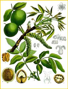   ( Juglans regia )  from Koehler's Medizinal-Pflanzen 