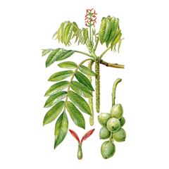   ( Juglans ailanthifolia ),     