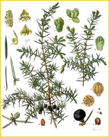   ( Juniperus communis ) from Koehler's Medizinal-Pflanzen 