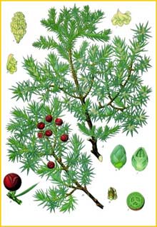   ( Juniperus oxycedrus )from Koehler's Medizinal-Pflanzen 