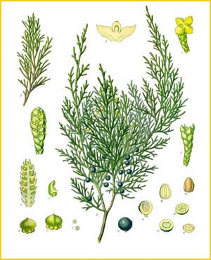   ( Juniperus sabina ) from Koehler's Medizinal-Pflanzen 