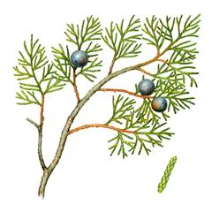    ( Juniperus excelsa )     