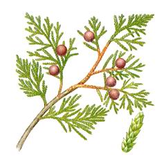    ( Juniperus foetidissima )     