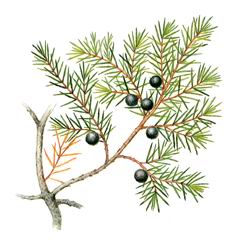    ( Juniperus  rigida )     