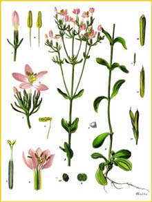   ( Centaurium erythraea ) from Koehler's Medizinal-Pflanzen
