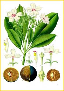   /   ( Cerbera manghas ) from Koehler's Medizinal-Pflanzen
