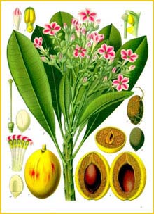   /  ( Cerbera tanghin / Cerbera venenifera / Tanghinia venenifera ) from Koehler's Medizinal-Pflanzen