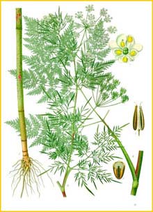   ( Chaerophyllum bulbosum ) from Koehler's Medizinal-Pflanzen