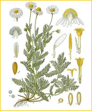   /   ( Chamaemelum nobile ) from Koehler's Medizinal-Pflanzen