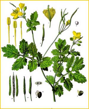   ( Chelidonium majus ) from Koehler's Medizinal-Pflanzen