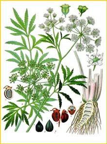   ( Cicuta virosa ) from Koehler's Medizinal-Pflanzen