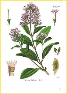   /  ( Cinchona calisaya ) from Koehler's Medizinal-Pflanzen