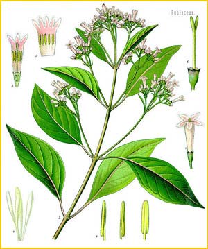   /  ( Cinchona officinalis ) from Koehler's Medizinal-Pflanzen