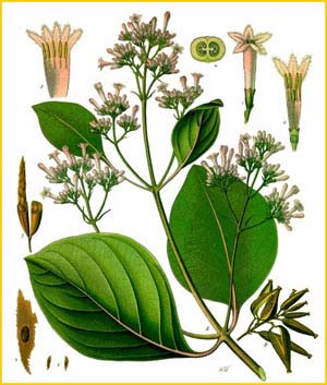   /  ( Cinchona pubescens ) from Koehler's Medizinal-Pflanzen