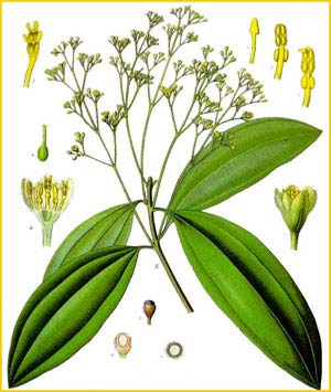   ( Cinnamomum camphora ) from Koehler's Medizinal-Pflanzen