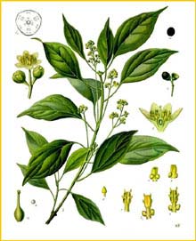   ( Cinnamomum camphora ) from Koehler's Medizinal-Pflanzen