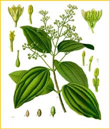   ( Cinnamomum verum ) from Koehler's Medizinal-Pflanzen