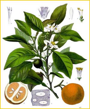   ( Citrus aurantium ) from Koehler's Medizinal-Pflanzen