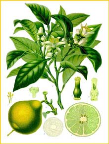  ( Citrus bergamia ) from Koehler's Medizinal-Pflanzen