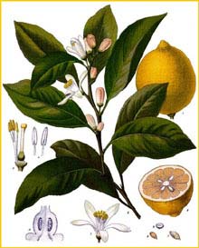  /  ( Citrus x limon / limonum / medica var. limonum ) from Koehler's Medizinal-Pflanzen