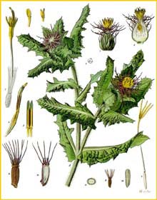   ( Cnicus benedictus ) from Koehler's Medizinal-Pflanzen