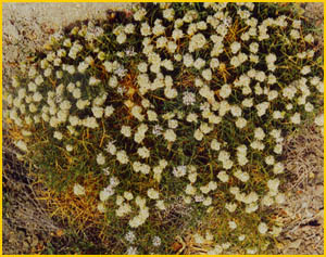  - ( Acanthophyllum chloroleucum ) A. Ghareman Flore de lIran