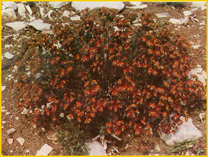   ( Euphorbia aucheri ) A. Ghareman Flore de lIran