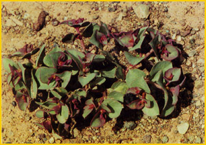   ( Euphorbia densa ) A. Ghareman Flore de lIran