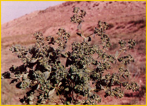   ( Euphorbia falcata ) A. Ghareman Flore de lIran