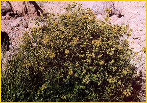   ( Euphorbia hebecarpa ) A. Ghareman Flore de lIran