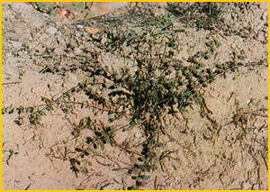   ( Euphorbia indica ) A. Ghareman Flore de lIran